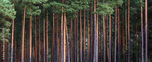 Obraz  z motywem close-up of pine forest tree trunks, background with straight, brown trunks, branches with green needles at the top and left half