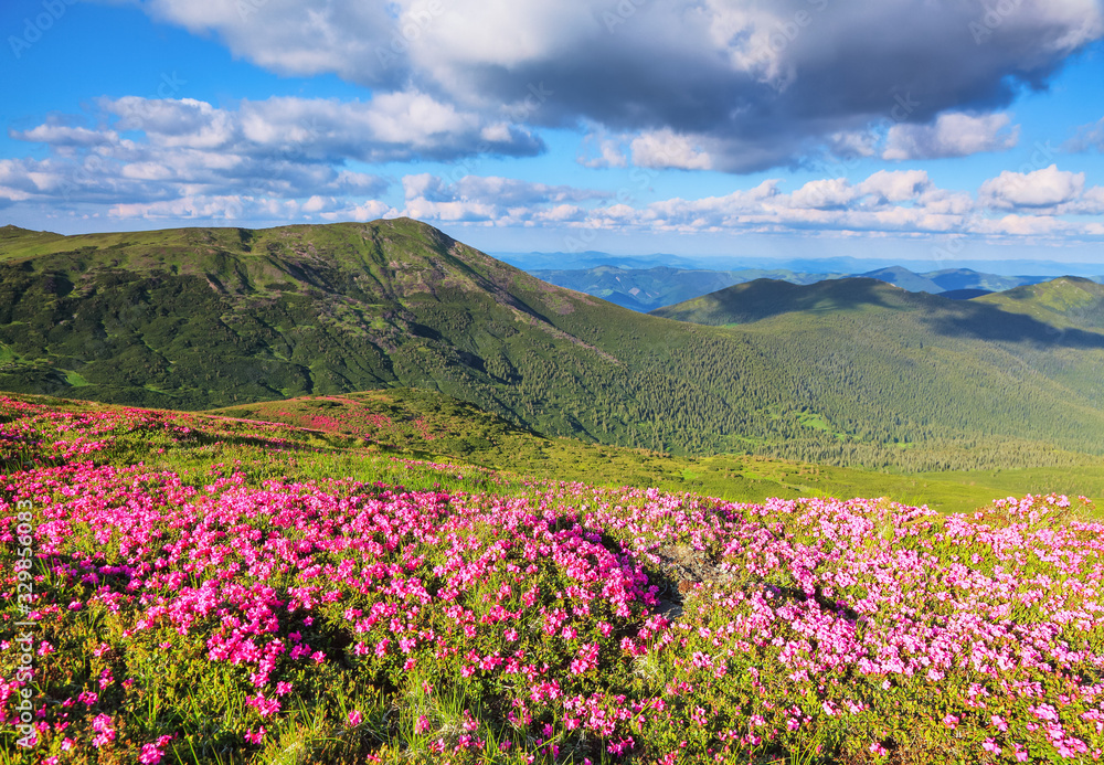 A lawn with flowers of pink rhododendron. Mountain landscape with beautiful sky and clouds. A nice summer day. Location Carpathian mountain, Ukraine, Europe.