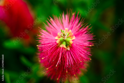 flower  exotic flower  Callistemon citrinus coming from Australia  garden   spring  softness  romance  blossom