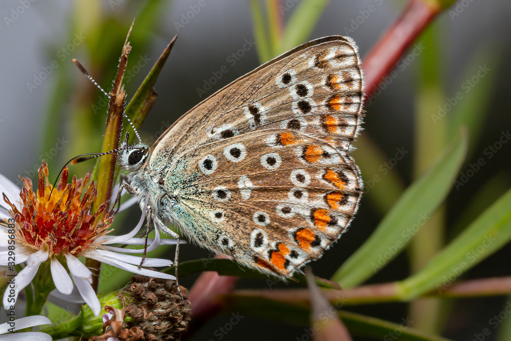 Obraz premium farfalla specie Polyommatus