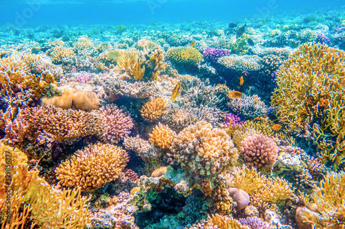 Fototapeta Naklejka Na Ścianę i Meble -  Beautifiul underwater view with tropical fish and coral reefs