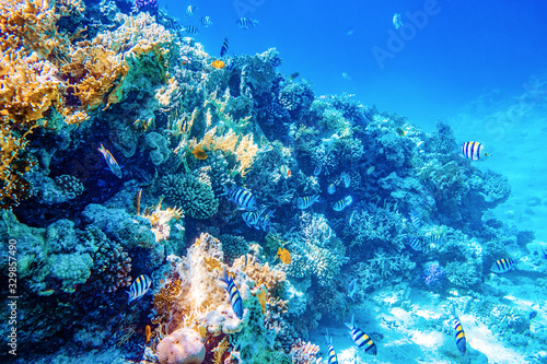 Beautifiul underwater world with tropical fish and coral reefs