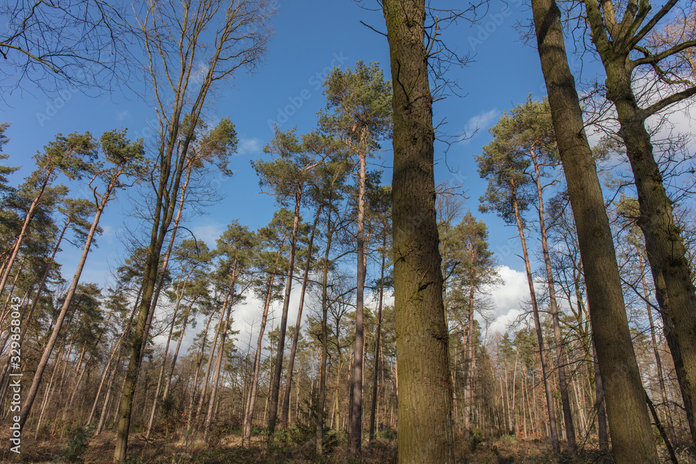 Pine forest in Europe Pine forest in Europe