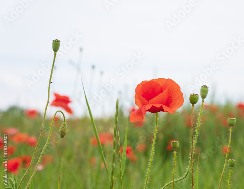 A field of wild red poppies on a bright sunny day. Blooming opium flowers. Colorful summer landscape