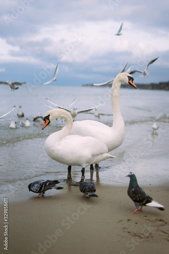 Two swans on the seaside