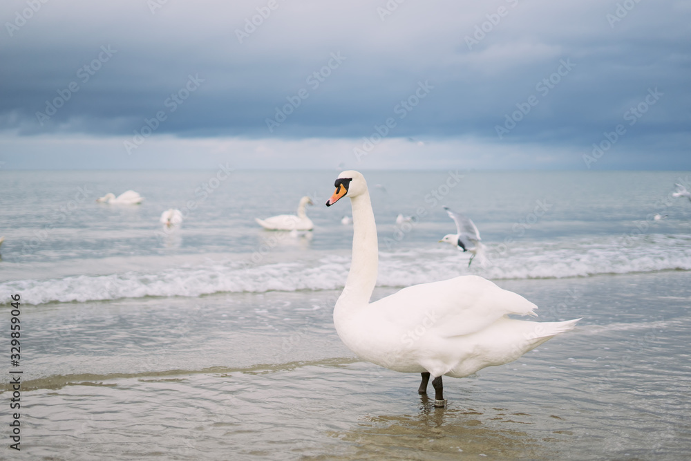 Swans in the sea	