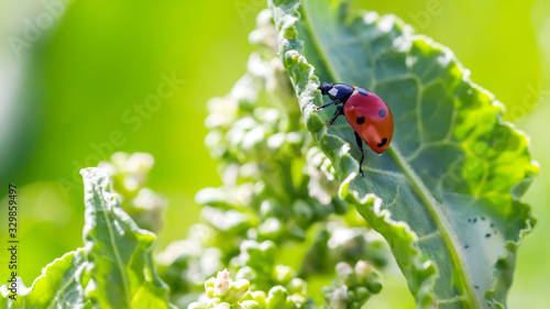 ladybugs on Flowers Rumex confertus Russian dock of horse sorrel close-up. Collecting medicinal herbs in summer in meadows. Coccinellidae, ladybirds, ladybird beetles photo