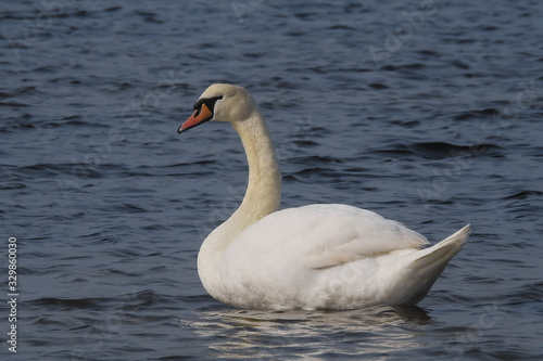 cigno reale  Cygnus olor  ritratto sulla sponda del lago