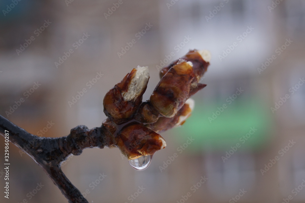 Fototapeta premium a drop of water hangs from a willow Bud