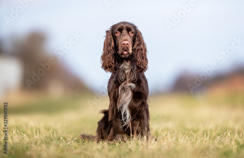 Obraz na płótnie field spaniel in open air