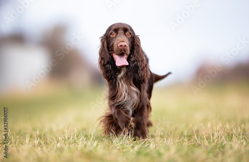 Obraz na płótnie field spaniel in open air