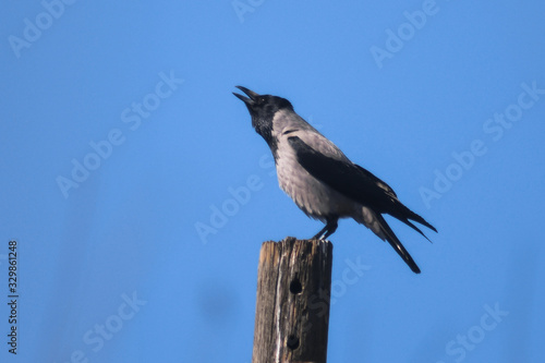 Cornacchia grigia (Corvus cornix),ritratto su posatoio e richiamo,sfondo cielo blu photo