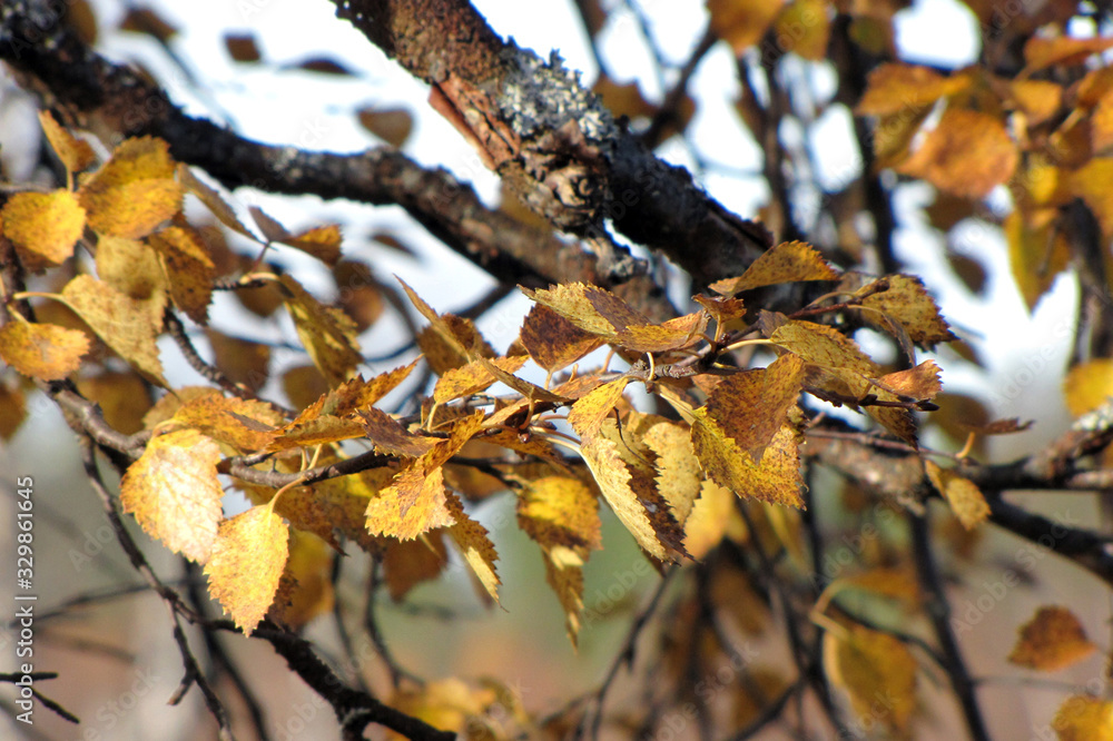 Autumn fishing on the Kola Peninsula. Autumn fishing on the Kola Peninsula.