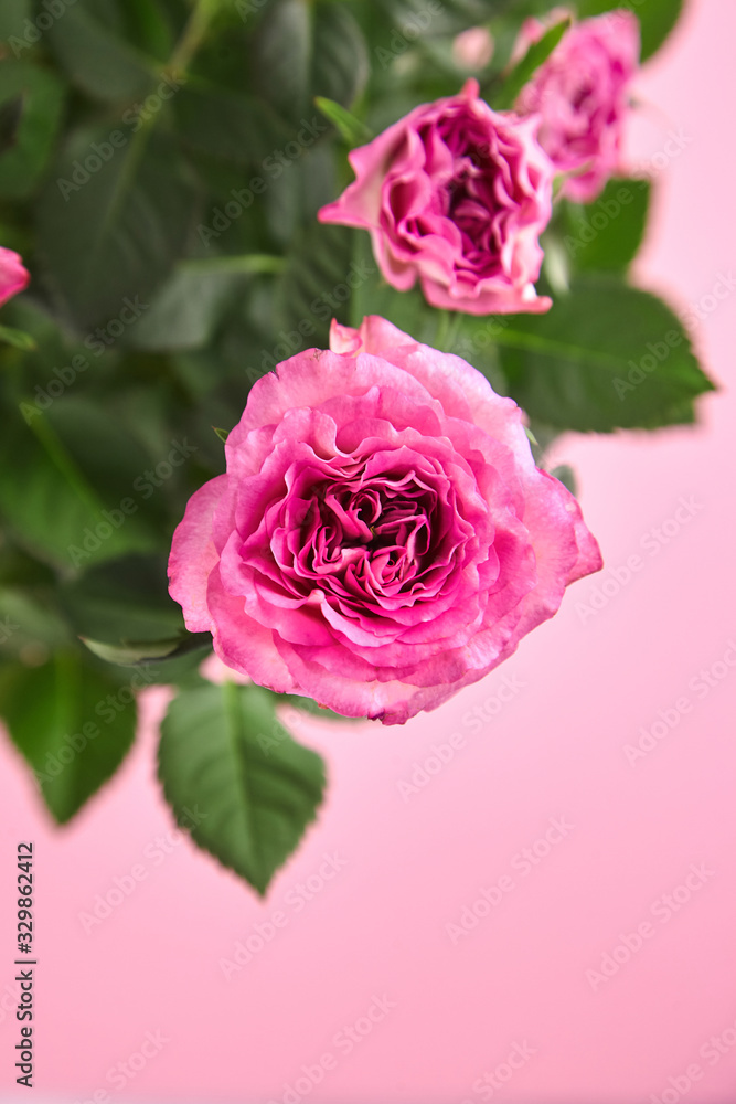 Houseplant, pink roses, indoor flowers on pink background, closeup Houseplant, pink roses, indoor flowers on pink background, closeup