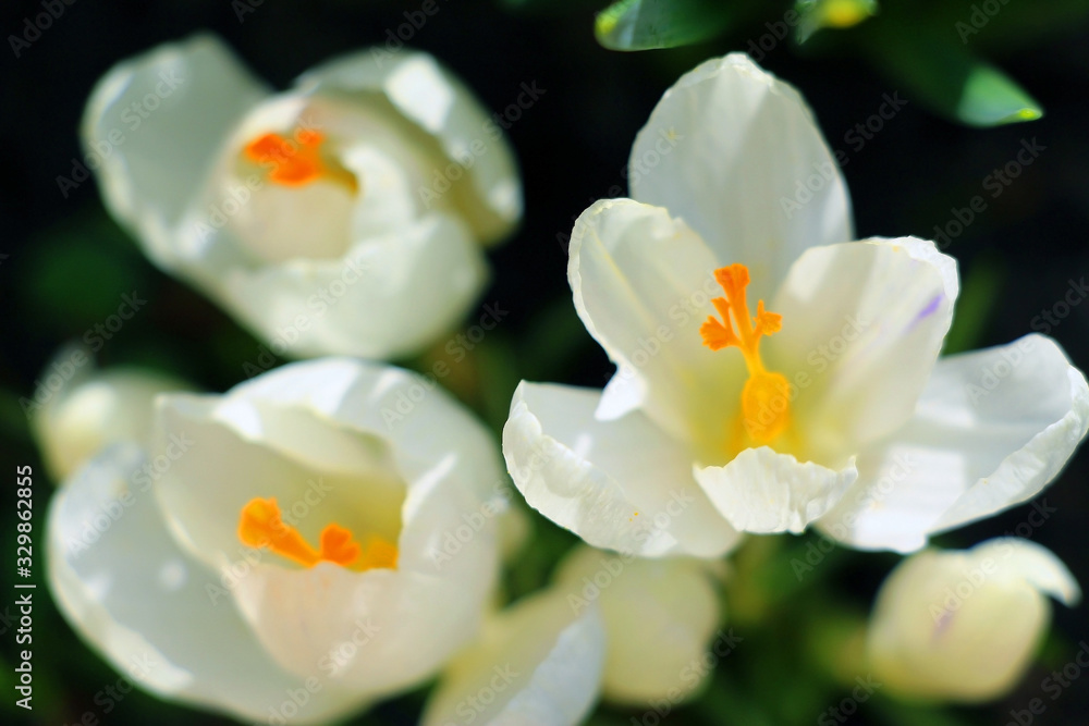 White crocuses bloomed in early March 2020. Little spring flowers.