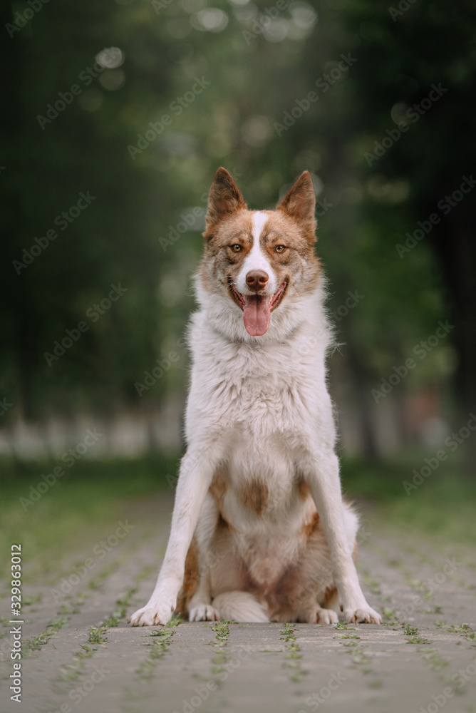 beautiful mixed breed dog posing outdoors in summer