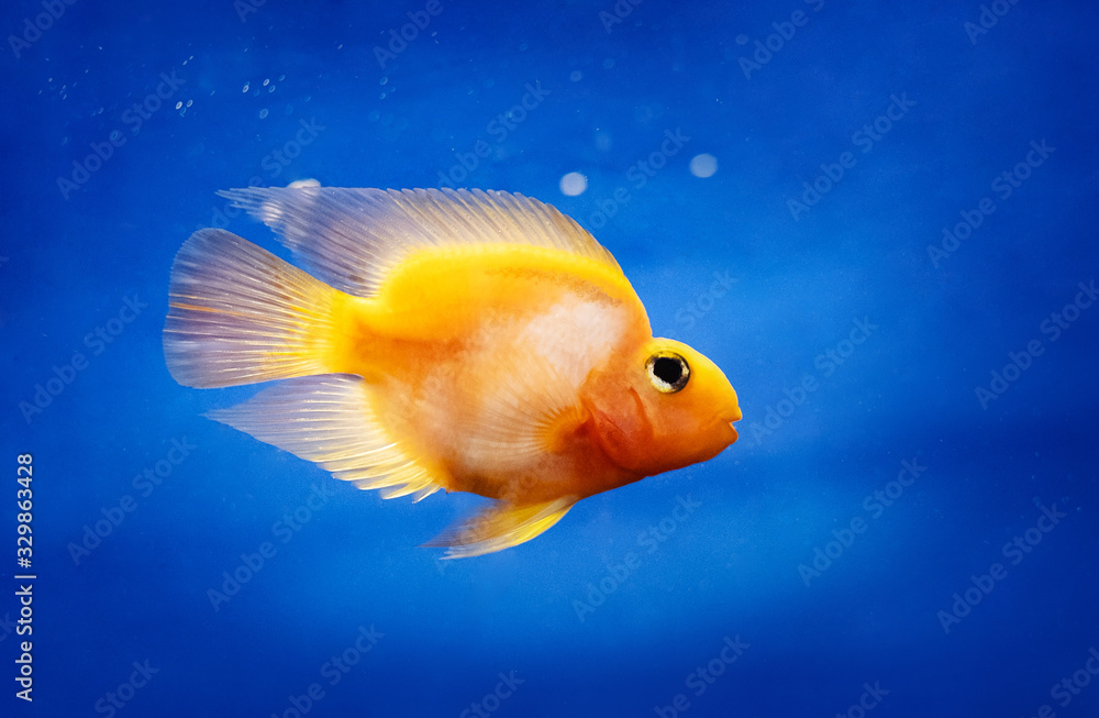 Fototapeta premium One incredibly beatiful yellow fish in water tank, closeup