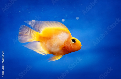 One incredibly beatiful yellow fish in water tank, closeup