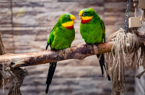 Beautiful couple of green parrots, sitting on branch in aviary Fototapete