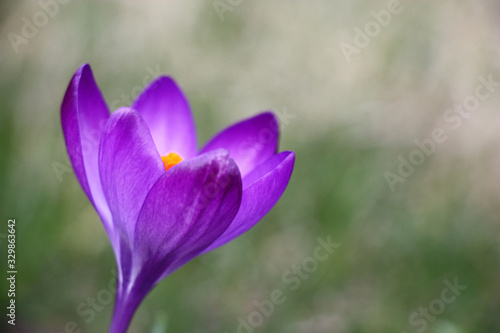 Violet single crocus with an orange pestle on an indistinct gray-green background.