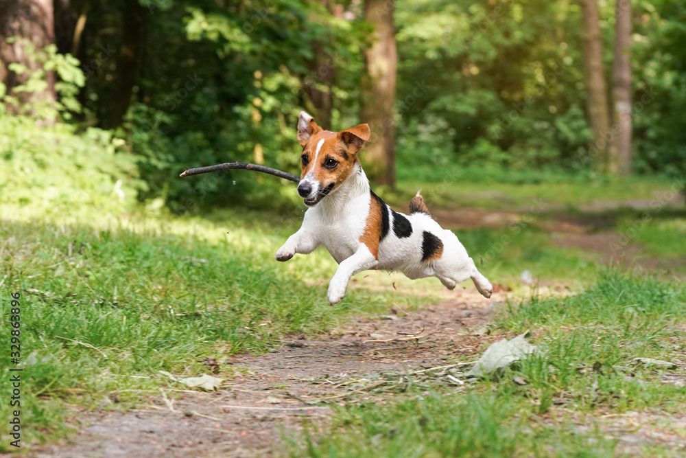 Jack Russell terrier with wooden stick in her mouth running fast over forest road, all legs in air, looks like flying