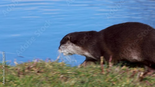 short clawed otter, Aonyx cinereus, walking towards another otter and then play fighting during a bright sunny day.