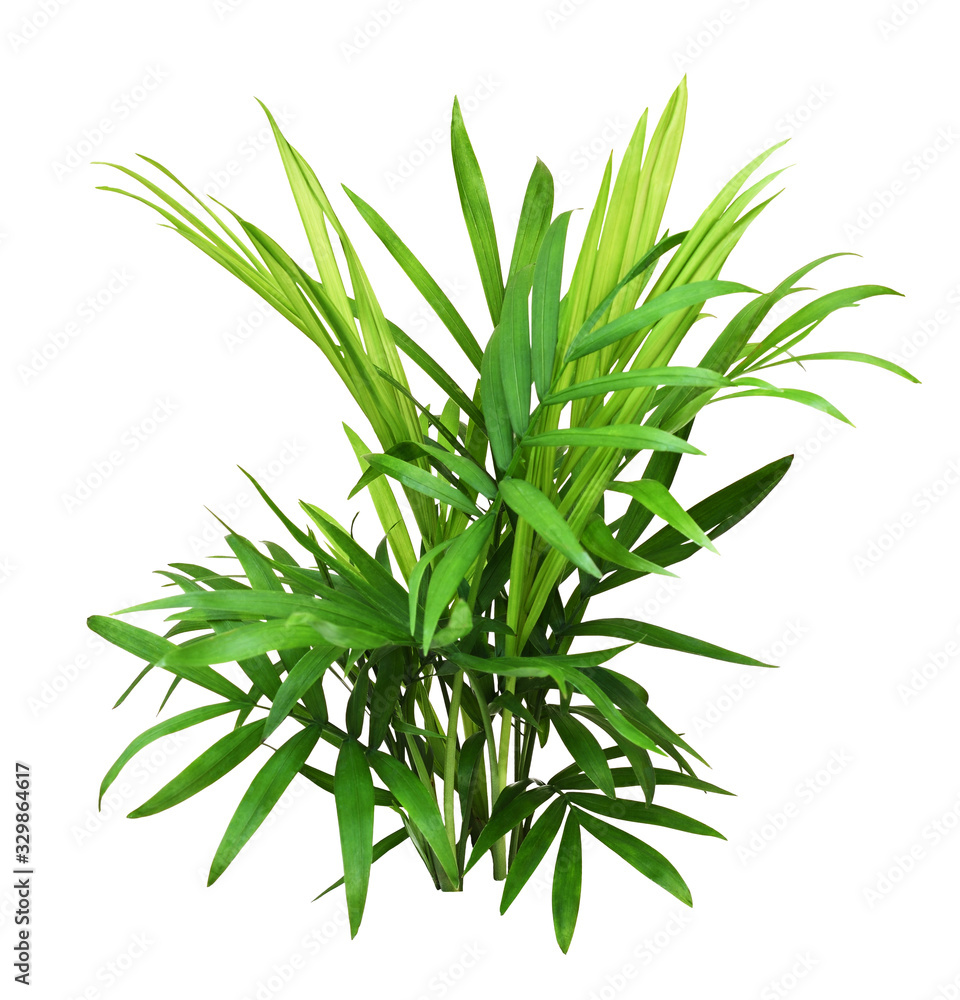 Fototapeta premium Green leaves of chameadorea palm