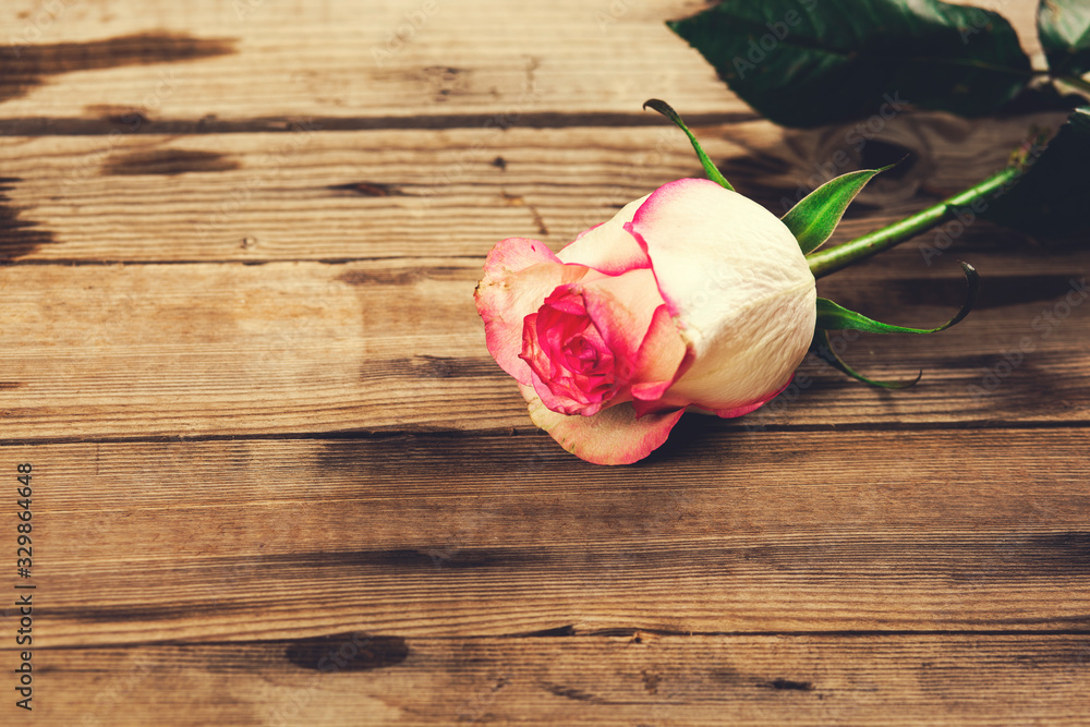 pink rose on the wooden table background