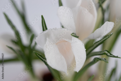 spring flowers of white crocuses with dew drops on the petals  place for text 