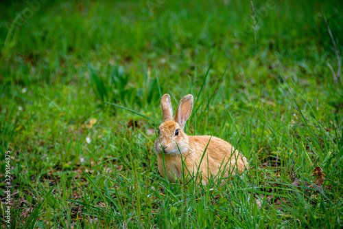 Wild rabbit in Rupit village in Catalonia, Spain. © alzamu79