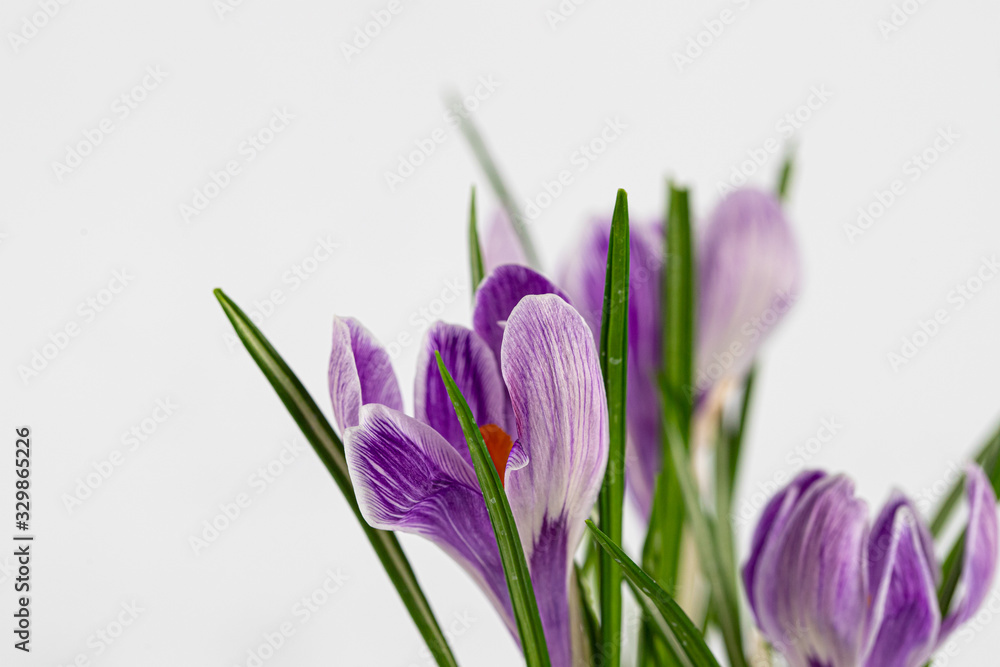 spring flowers of white-purple crocuses with dew drops on the petals, place for text,