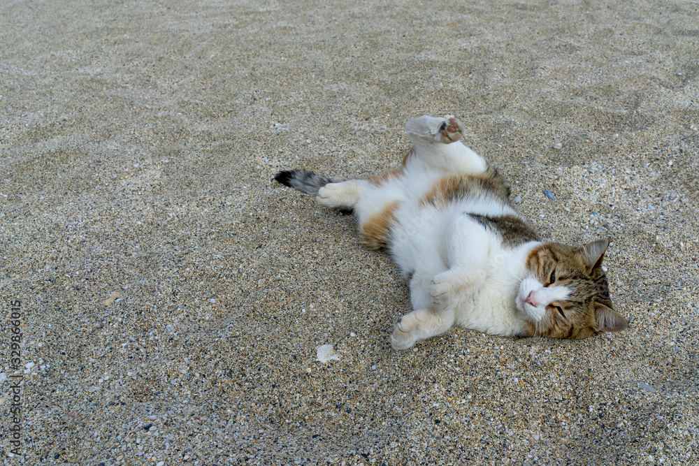 Fototapeta premium Ligende Katze.