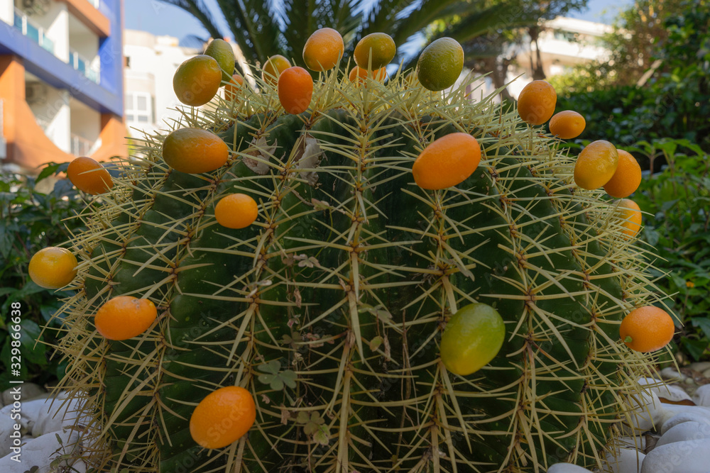 Kaktus mit Kleinen mandarinen.