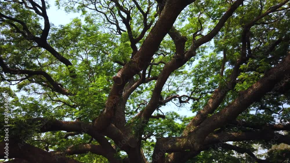 Big Giant rain tree or Monkey pod in Kanchanaburi, Thailand Big Giant rain tree or Monkey pod in Kanchanaburi, Thailand