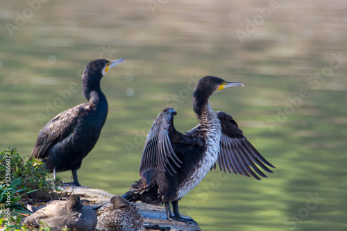 Two The great cormorant (Phalacrocorax carbo) sitting near to water lake