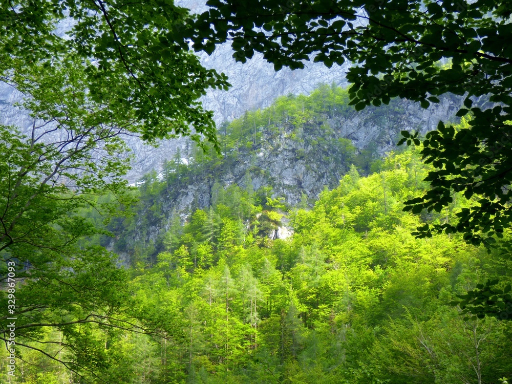 Fototapeta premium forest