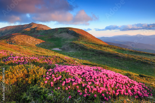 Lawn with rhododendron flowers. Mountains landscapes. The wide trail. Location Carpathian mountain, Ukraine, Europe. Beautiful summer wallpaper. Colorful background.