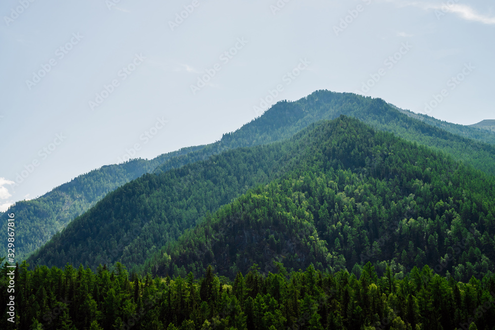 Green hill top under clear blue sky. Vivid green mountains completely covered by forest in sunny day. Wonderful scenic alpine landscape with woods hills. Colorful highland scenery with lush greenery. Green hill top under clear blue sky. Vivid green mountains completely covered by forest in sunny day. Wonderful scenic alpine landscape with woods hills. Colorful highland scenery with lush greenery.