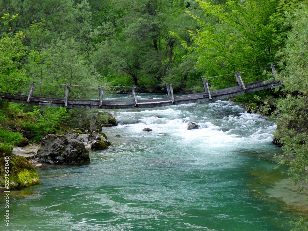 Obraz premium forest