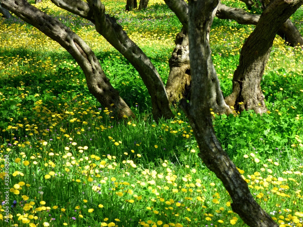 Fototapeta premium forest