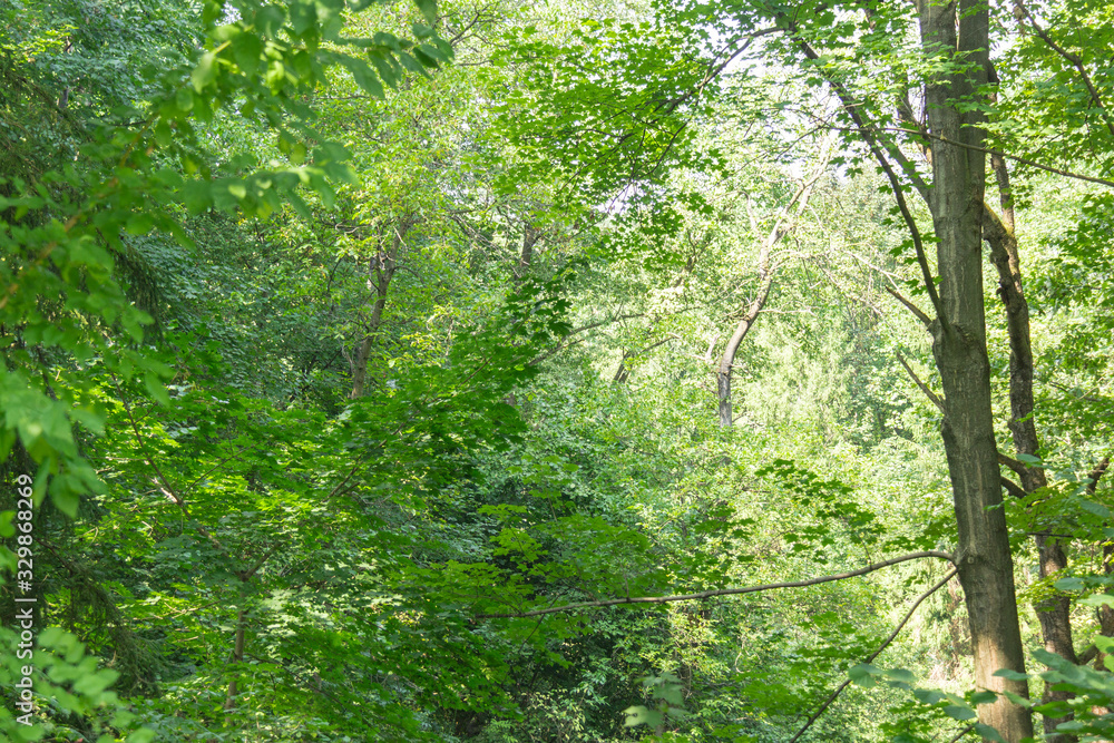 Scenic view of the deciduous trees forest. Unspoilt nature Scenic view of the deciduous trees forest. Unspoilt nature