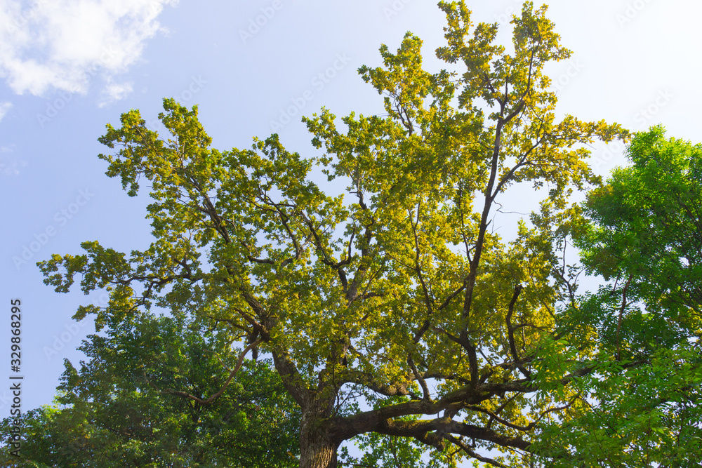 Big trees over blue clear sky background in the park or in the forest Big trees over blue clear sky background in the park or in the forest