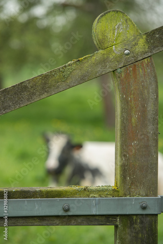 Cow in Frame of Old Fence in Small Rural Town of Belgium photo