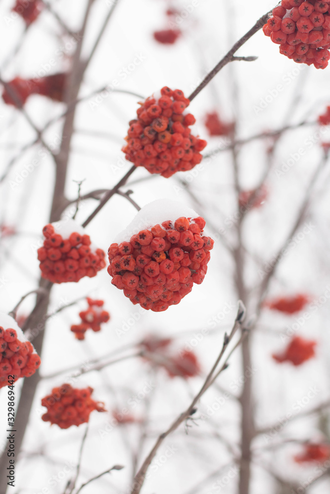 white, red time, year, background, winter, tree, red, Christmas, plant, branch, snow, Rowan white, red time, year, background, winter, tree, red, Christmas, plant, branch, snow, Rowan
