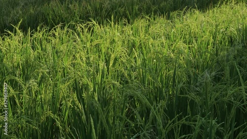 Green rice swaying in wind