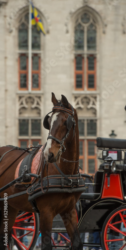 Portrait of Carriage Horse in Bruges Belgium