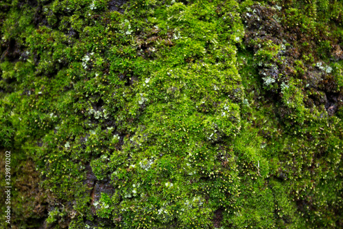 green moss on the tree