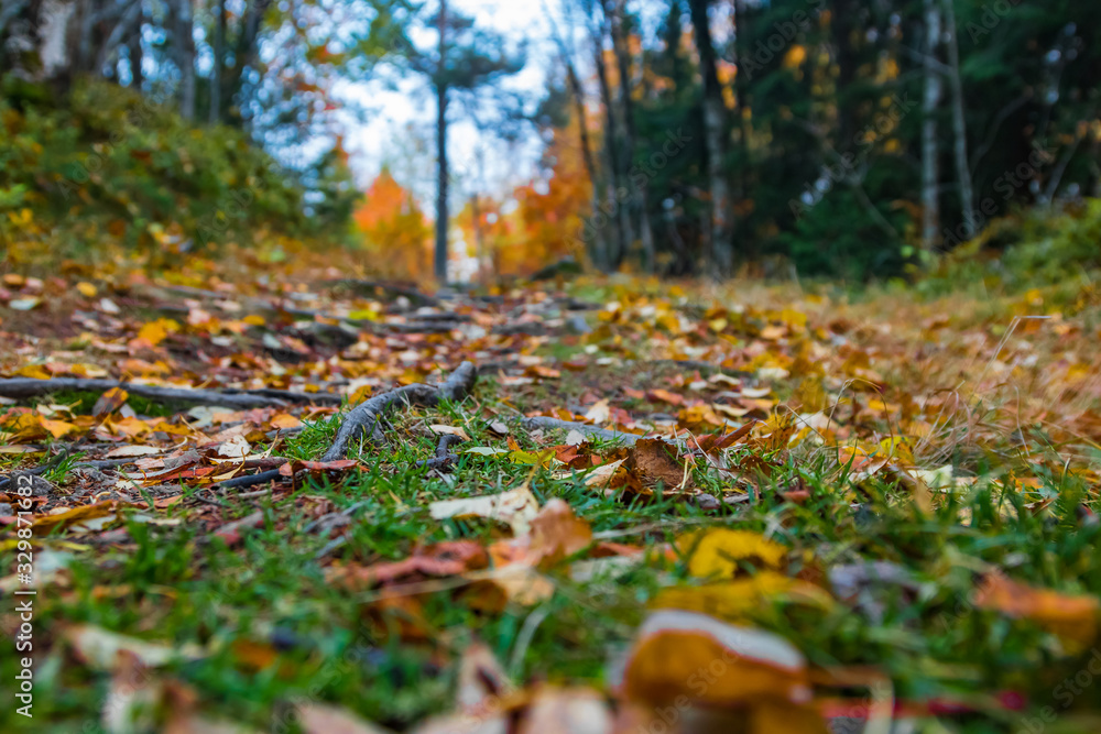 Autumn forest floor Autumn forest floor