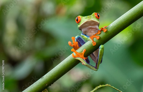 Canvas-taulu tree frog