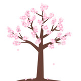 Cherry blossom tree. The japanese Sakara. Celebrating Hanami.